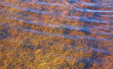 Ripples on the water