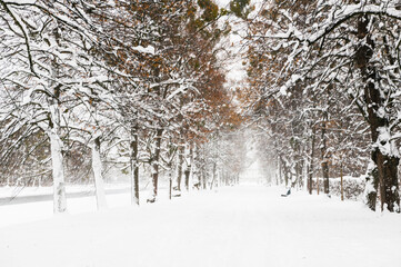alley of trees in wintery landscape 