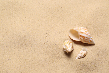 Beautiful seashells on beach sand, space for text. Summer vacation