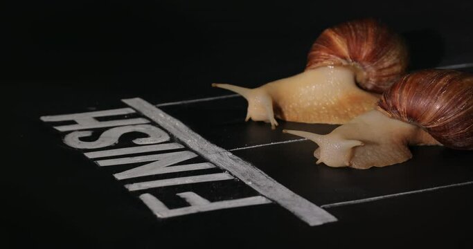 Snail race on dark background