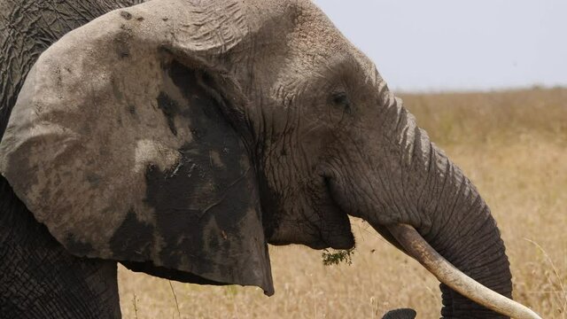 SAFARI ELEPHANT SE NOURRISSANT EN TANZANIE