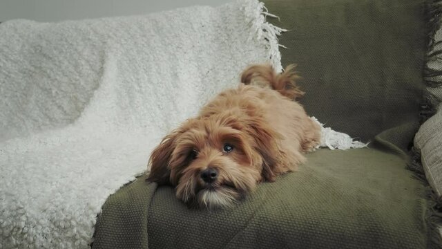 A cute brown havanese puppy dog is laying on a green sofa looking at people very excited waving his tail. People's best friend.