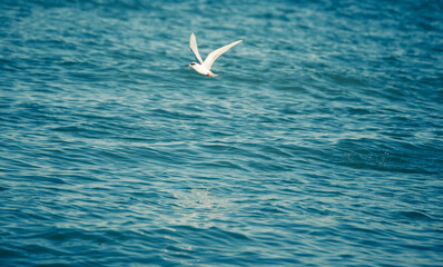 Bird fishing in the ocean