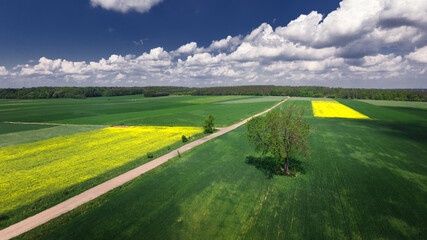 field and sky