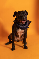 Hermosa pitbull rottweiler negra sentada sobre fondo amarillo alegre