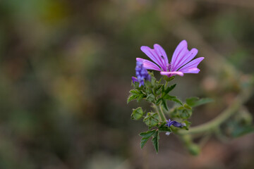Malva sylvestris medicinal purple plant. mallow of the forest pink flower with fragrance 
