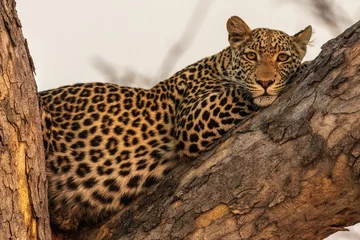 Cercles muraux Léopard Leopard during hunting in Masai Mara, Kenya..