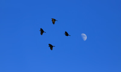 Against the background of a blue sky, a young moon and a flock of crows flying in different directions