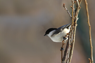 Marsh tit sits on branches on blurred brown background