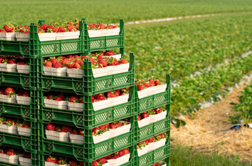 Erdbeerenernte - mit rot leuchtenden Erdbeeren gefüllte Kisten warten am Erdbeerfeld auf den Transport zum Handel.