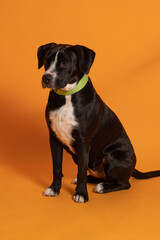 Hermosa perra mestiza negra sentada sobre fondo amarillo 2