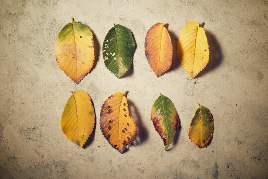 Autumnal leaves on a stone table.