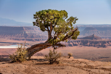 Old weathered pine tree on the ridge, Dead Horse Point State Park, Utah