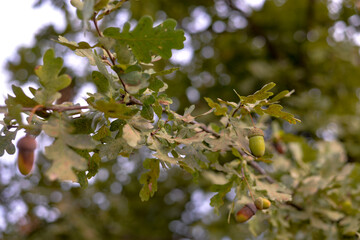 fruits of quercus robur in the autumn. acorns on branches