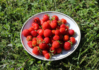 Plate of freshly picked organic strawberries , placed on a grass field. 