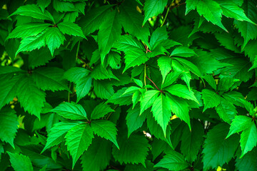 Fototapeta na wymiar Photo of a wall of green leaves in a garden