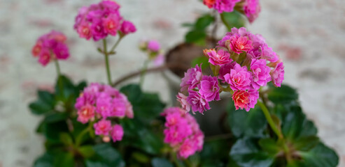 Bright pink flowers kalanchoe home plant, selective focus.