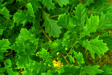 Fototapeta na wymiar Green oak leaves in the garden, background of tree leaves