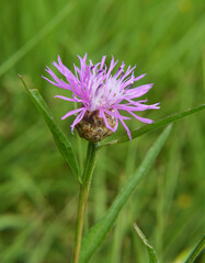 Cornflower Centaurea jacea blooms in a meadow among grasses