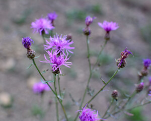 Cornflower Centaurea jacea blooms in a meadow among grasses