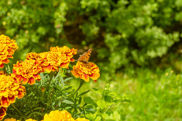 Orange flowers marigolds in the garden a butterfly sits on a flower