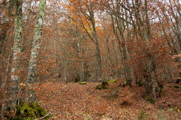 Forest in the middle of autumn with falling leaves