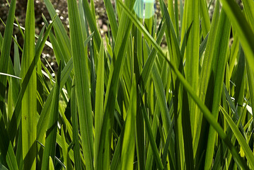 green grass background