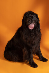 Perro terranova grande sentado sobre fondo amarillo 4