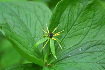 In spring, paris quadrifolia blooms in the forest