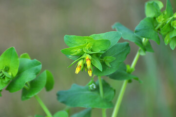 Cerinthe minor grows in nature
