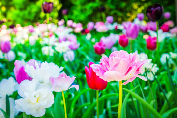 Naklejka premium Tulips garden flowerbed