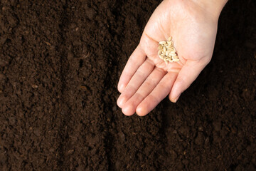 Farmer hand sawing seed on soil close up. Farmer's Hand Planting Seeds, selective focus.