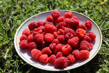 A plate of freshly picked homegrown raspberries. 