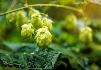 green hop cones