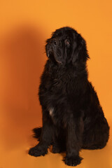 Perro terranova grande sentado sobre fondo amarillo 7