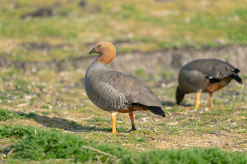 The Ruddy-headed Goose (Chloephaga rubidiceps)