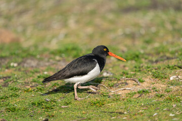 The Magellanic oystercatcher (Haematopus leucopodus)