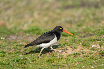 The Magellanic oystercatcher (Haematopus leucopodus)