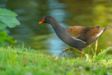 The common moorhen (Gallinula chloropus) also known as the swamp chicken is a bird species in the family Rallidae