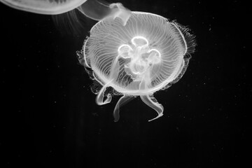 jellyfish swim underwater in black and white