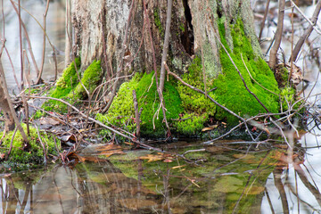 tree stump with moss in a swamp
