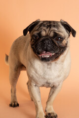 Obraz premium Perro pug sonriente sentado sobre fondo salmón 4