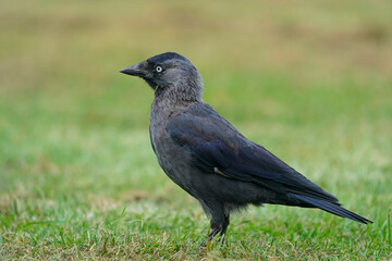 Closeup portrait of a Western Jackdaw bird Coloeus Monedula foraging in green grass on a sunny day