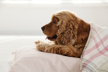 Cute English cocker spaniel dog with plaid and pillow on floor