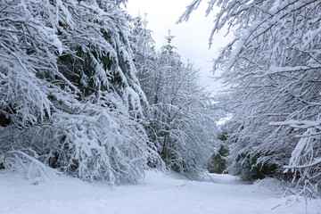 Winter landscape with white trees covered with snow .