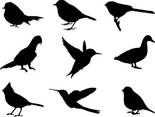 Birds Silhouette - 9 different vector illustrations. Black silhouette of birds. Silhouettes of birds, set, isolated on a white background