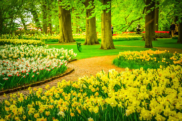 Blooming yelow daffodils