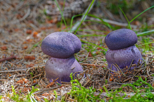 Inedible mushroom Cortinarius hercynicus in the spruce forest. Violet mushrooms growing in the moss.