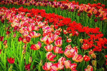 fresh lawn with flowers