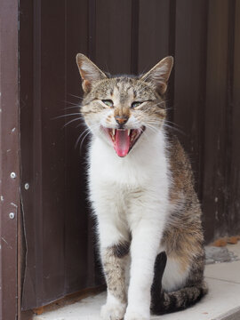 Mongrel cat yawns wide open jaws sitting on the street against the background of a brown iron fence